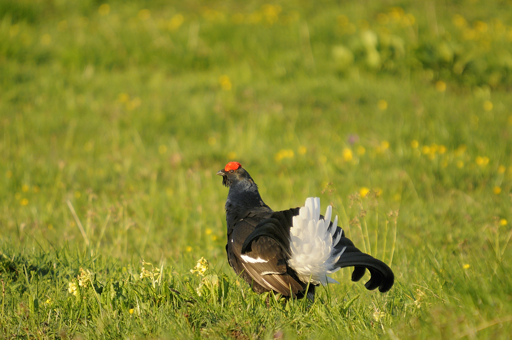 Birkhahn (Tetrao tetrix)