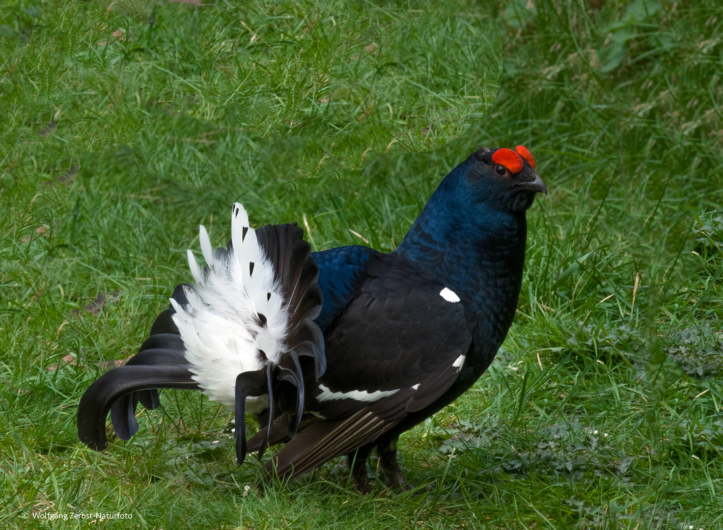  - BIRKHAHN -  ( Tetrao tetrix )