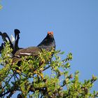 Birkhahn (Tetrao tetrix)