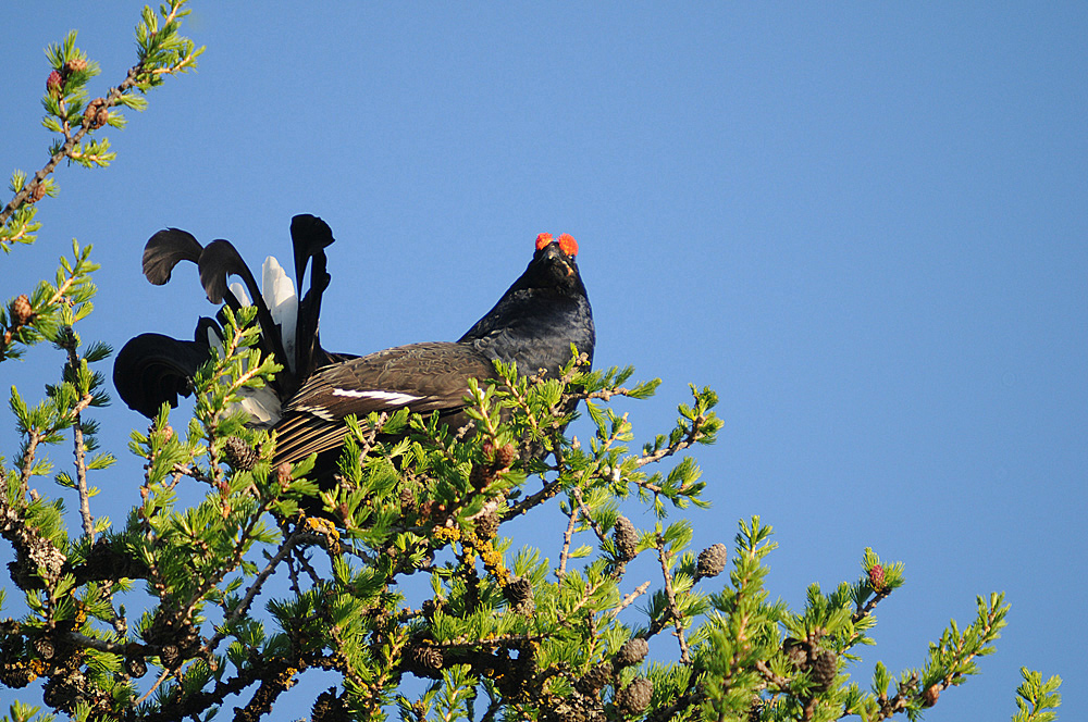 Birkhahn (Tetrao tetrix)