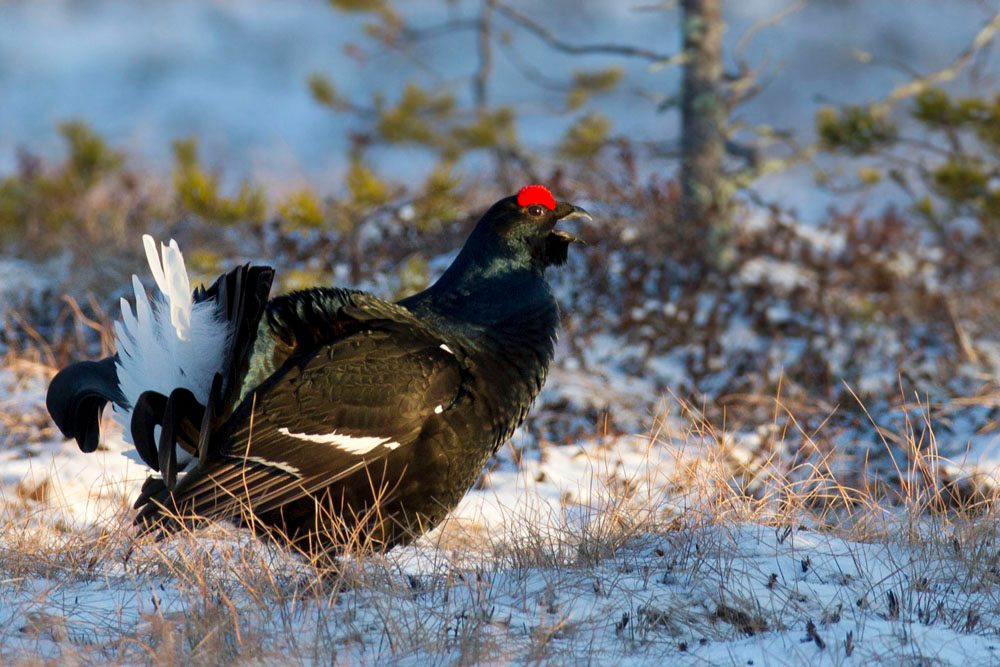 Birkhahn während der Balz in Schweden