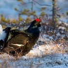 Birkhahn während der Balz in Schweden