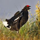 Birkhahnbalz im Herbst