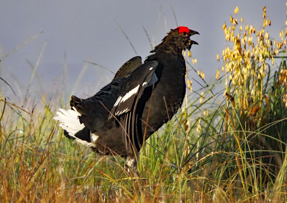 Birkhahnbalz im Herbst