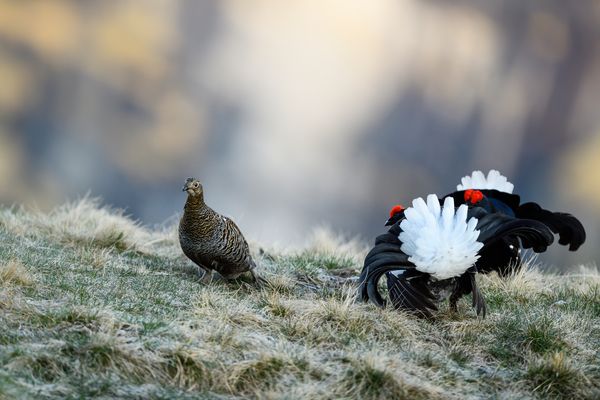 Birkhuhnbalz 2025 wildlife in den Bergen