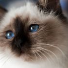 birman blue.