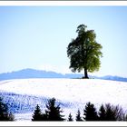 Birmbaum_Frühling_Schnee_170429