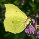 Birmstone (Gonepteryx rhamni)