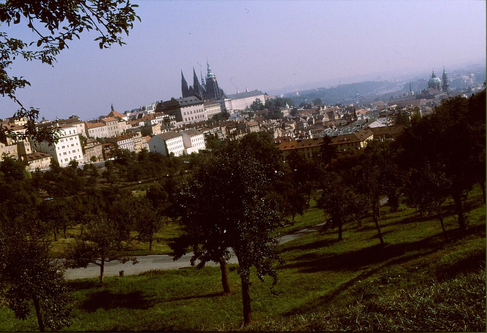 Birnbäume