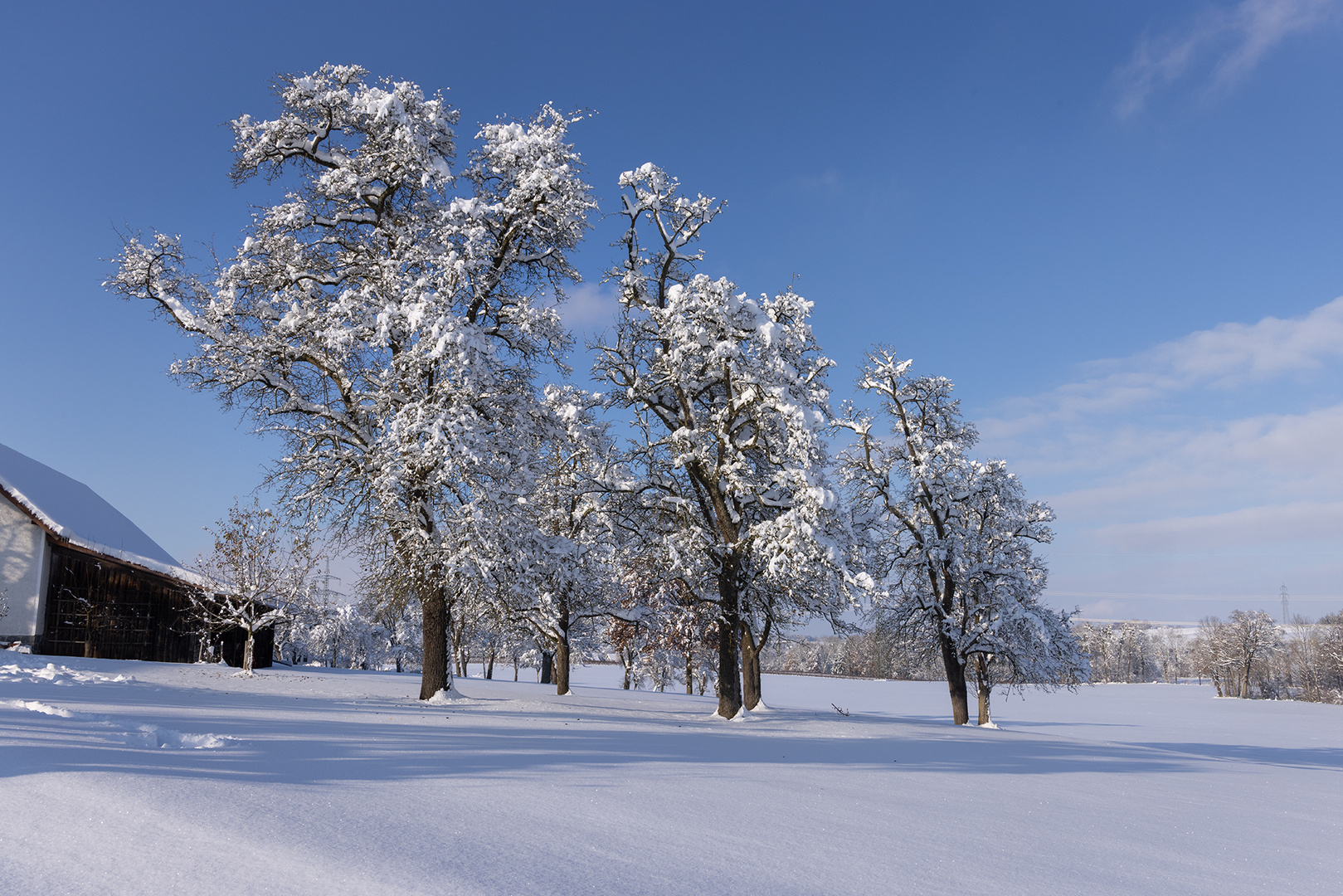 Birnbäume im Winter