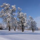 Birnbäume im Winter