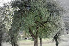Birnbaum Alle