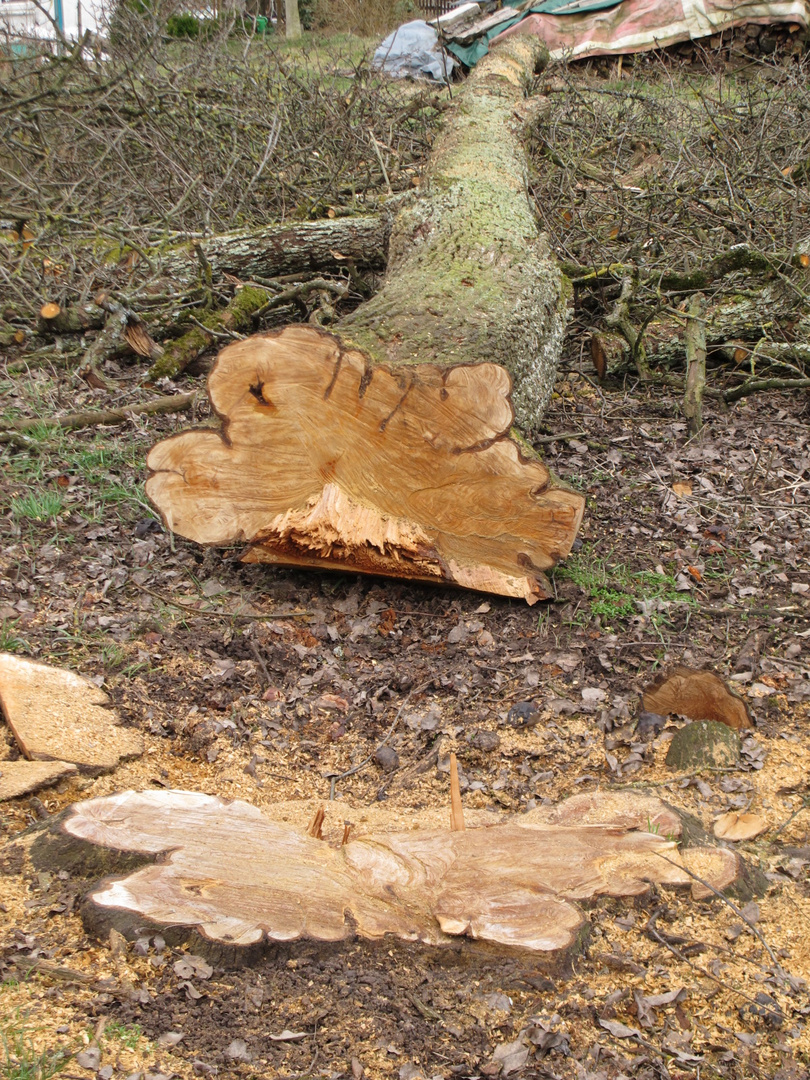 Birnbaum am Boden