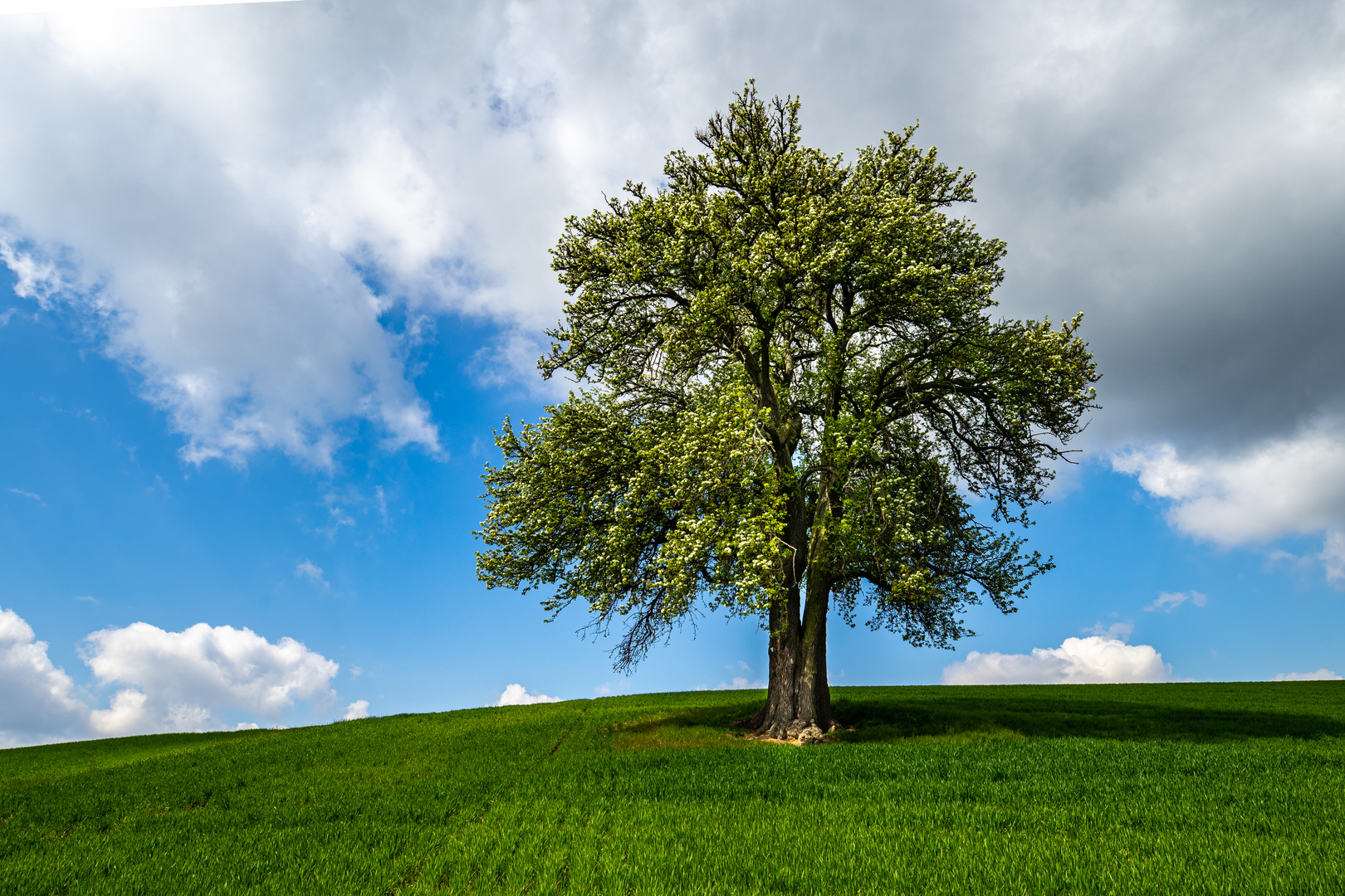 Birnbaum am Lerchenberg