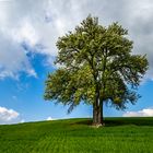 Birnbaum am Lerchenberg