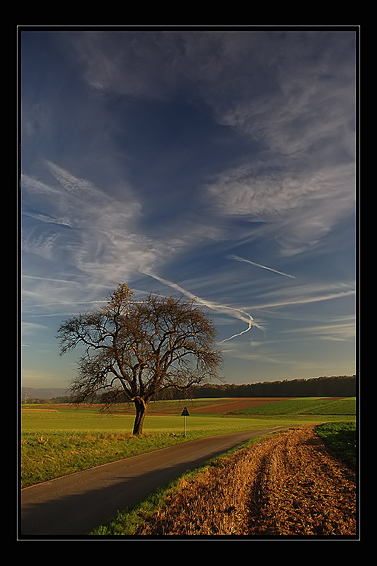 Birnbaum am Straßenrand