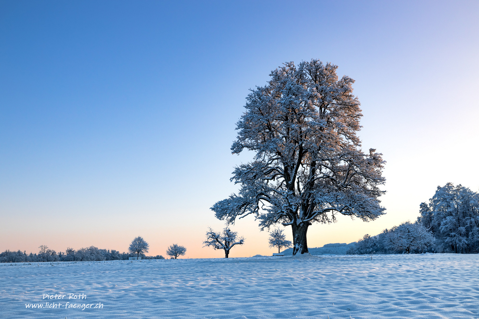 Birnbaum an einem Wintermorgen