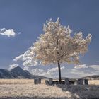 Birnbaum auf dem Walserfeld [IR]