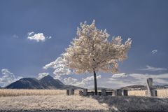 Birnbaum auf dem Walserfeld [IR]