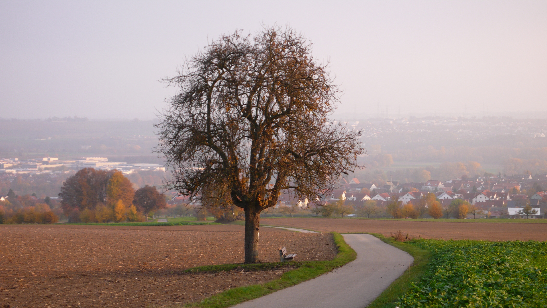 Birnbaum auf der Ingersheimer Höhe