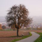 Birnbaum auf der Ingersheimer Höhe