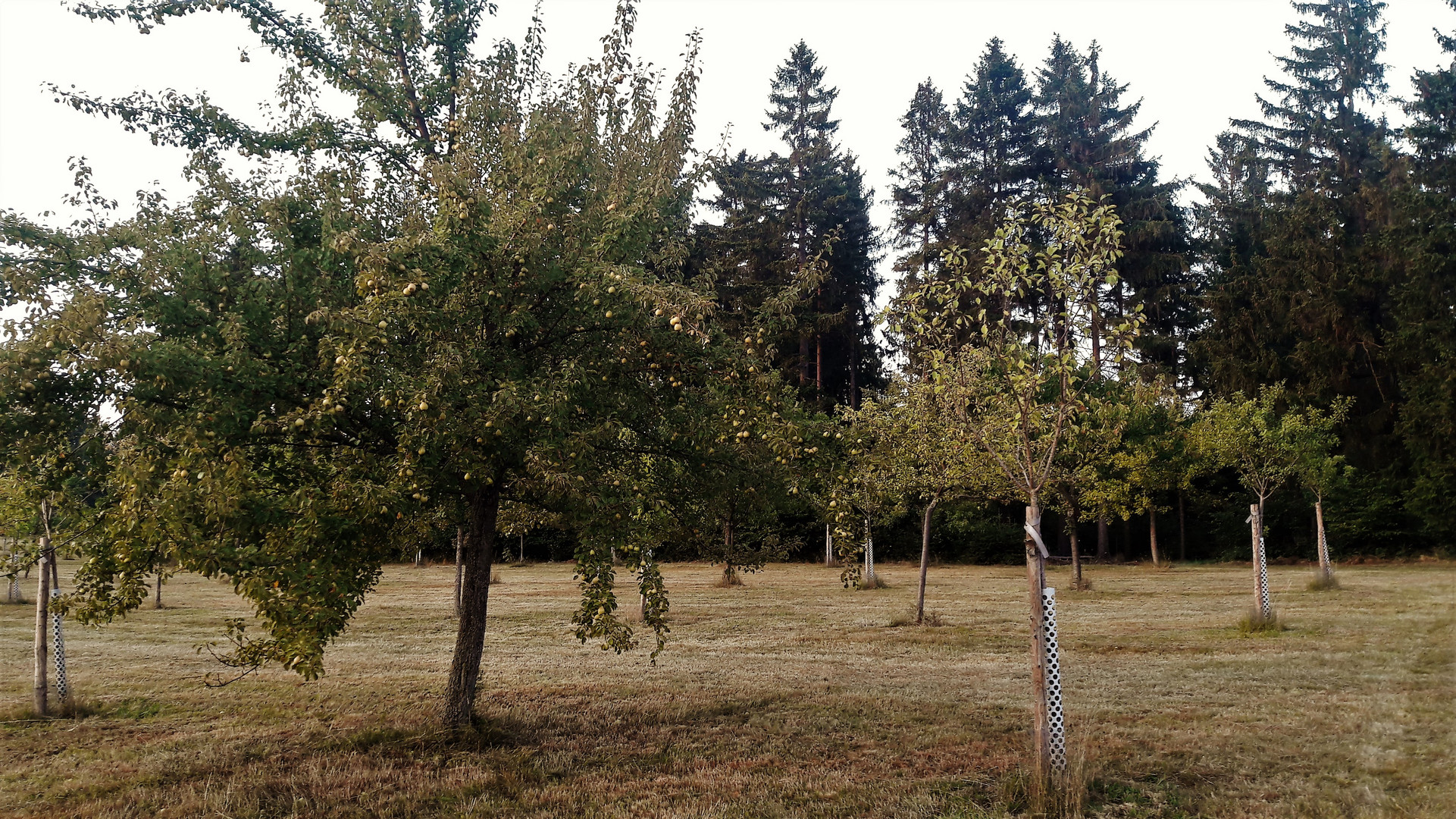 Birnbaum auf der Streuobstwiese