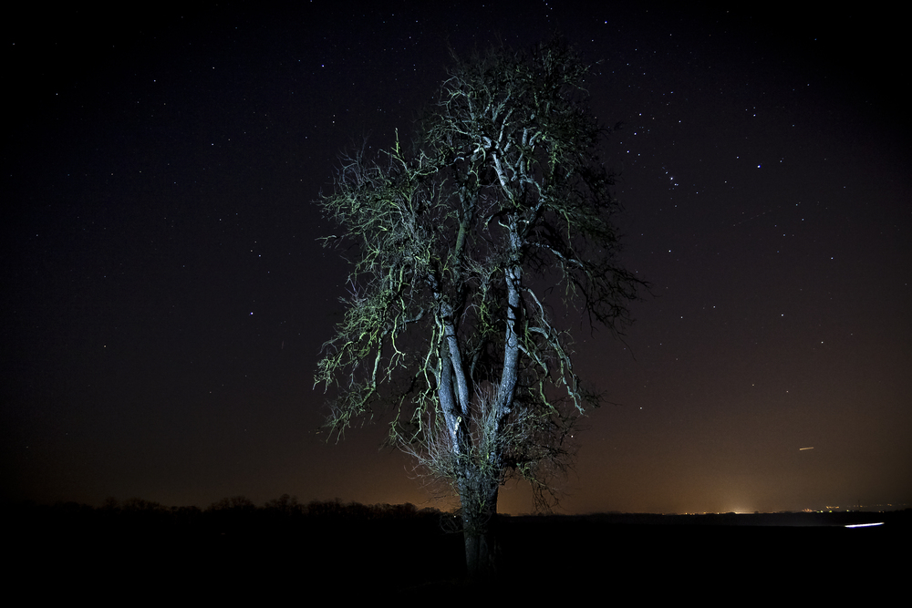 Birnbaum bei Nacht