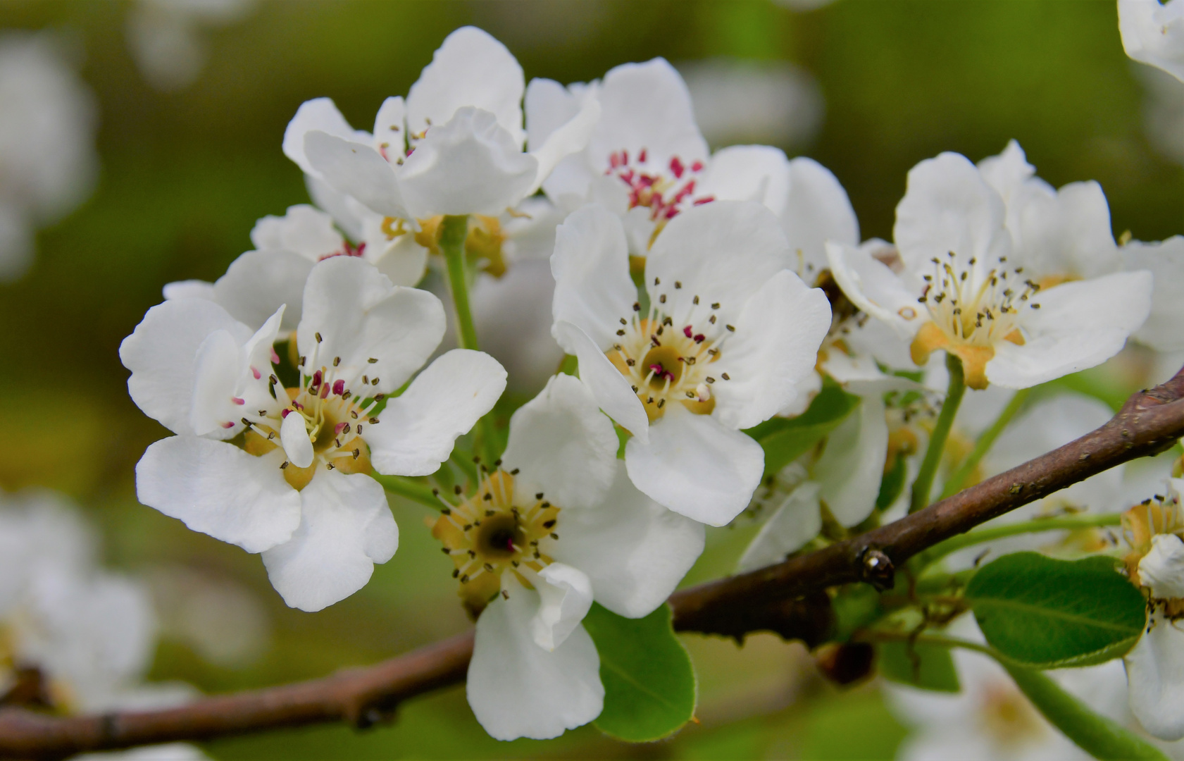 Birnbaum Blüte 