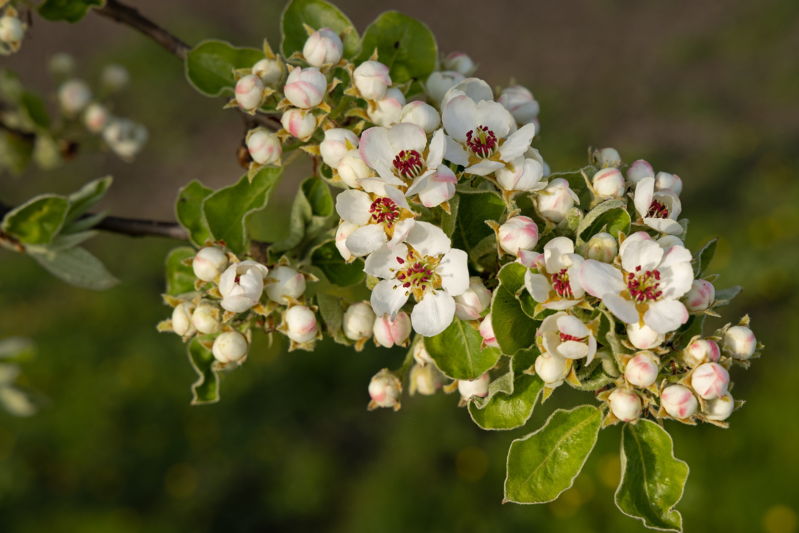 Birnbaum-Blüte