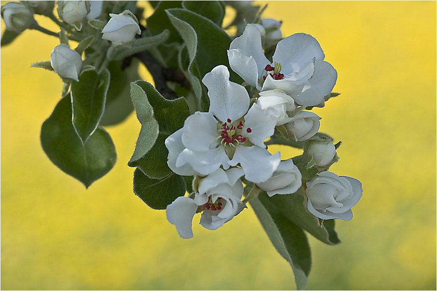 Birnbaum-Blüte