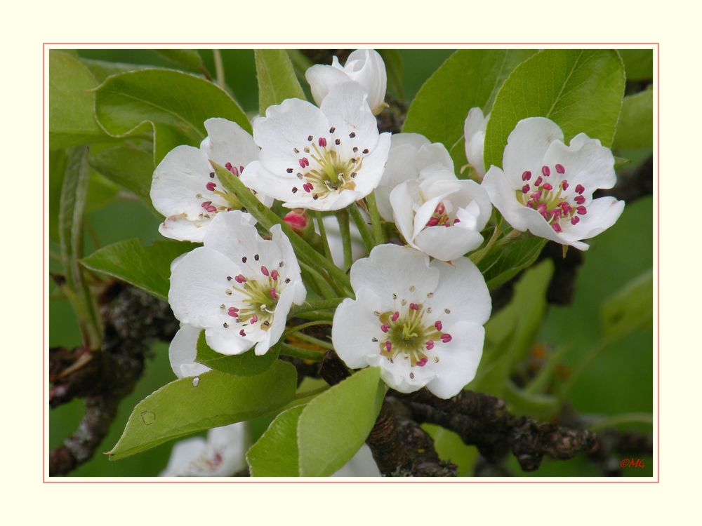 "Birnbaum-Blüten"