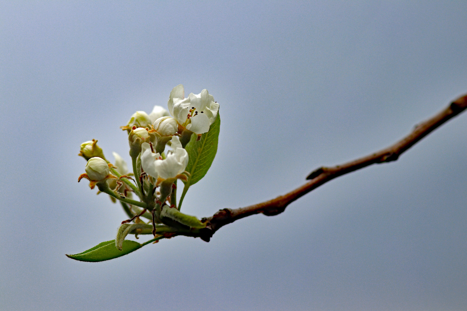 Birnbaum-Blüten