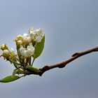 Birnbaum-Blüten