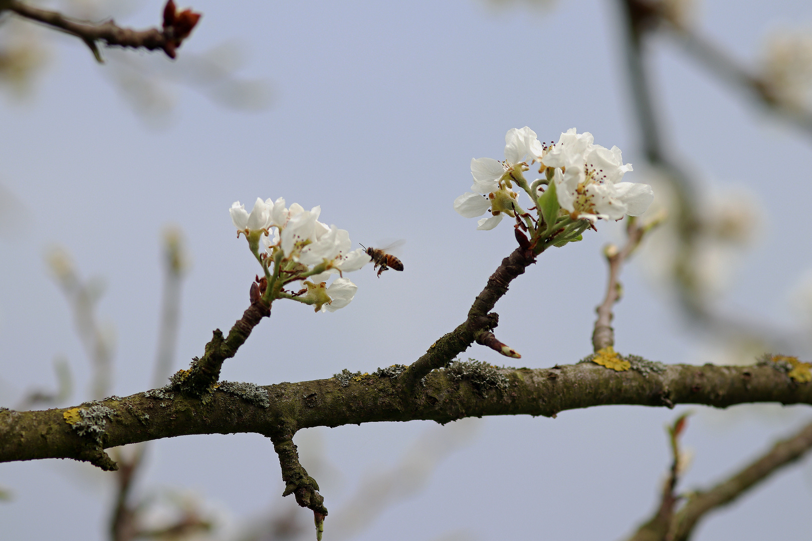 Birnbaum-Blüten mit Biene