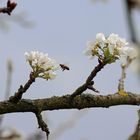 Birnbaum-Blüten mit Biene