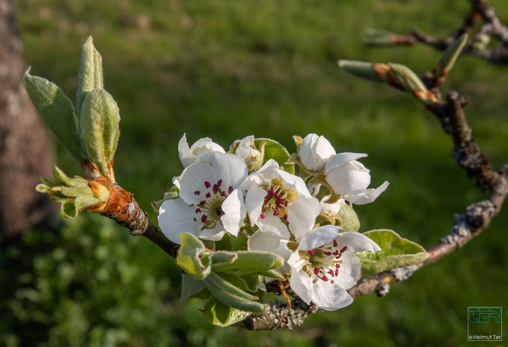 Birnbaum, frisch aufgeblüht