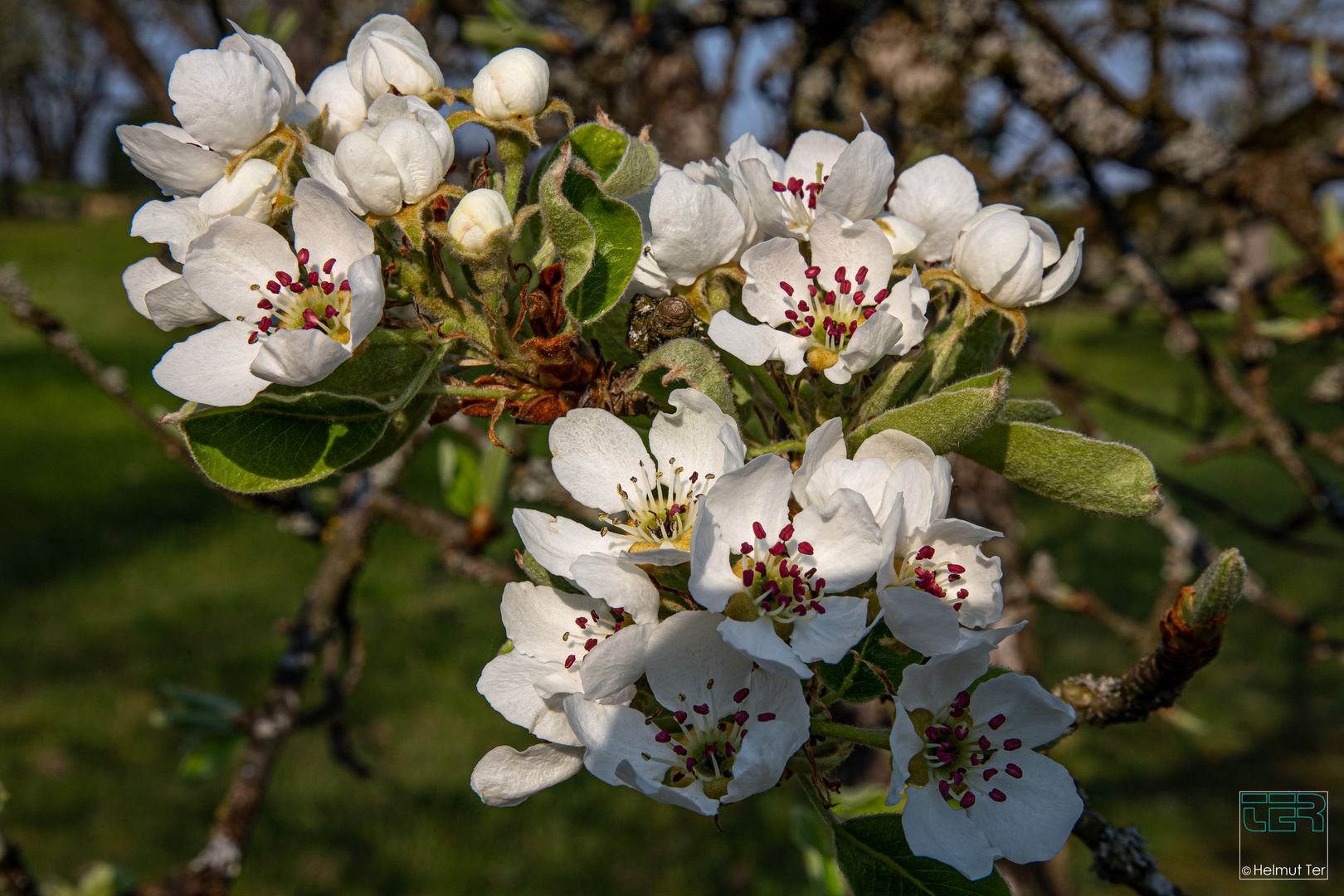 Birnbaum im frühen Morgenlicht