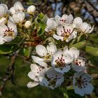 Birnbaum im frühen Morgenlicht