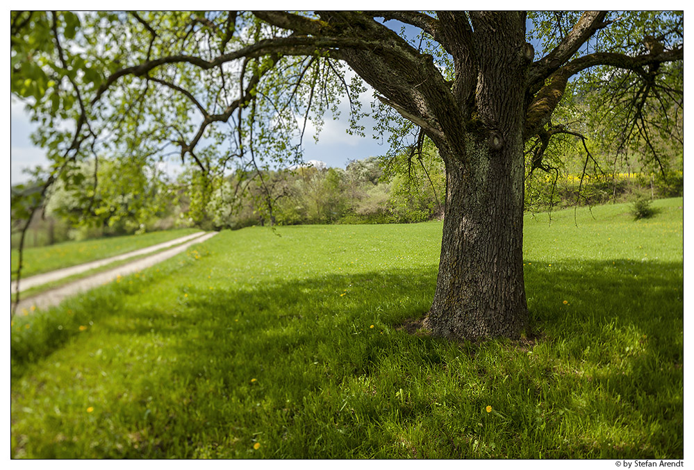 Birnbaum im Frühling