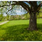 Birnbaum im Frühling