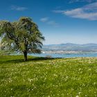 Birnbaum im Frühling