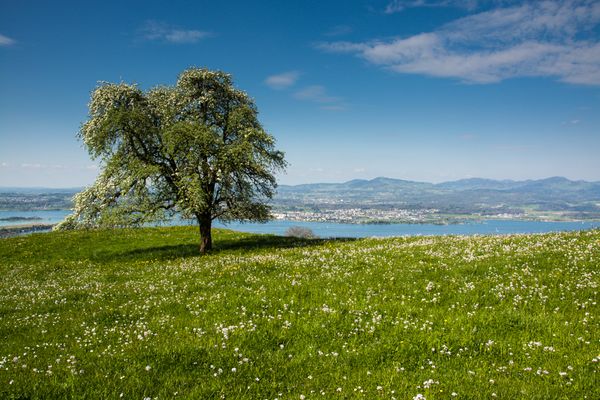 Birnbaum im Frühling