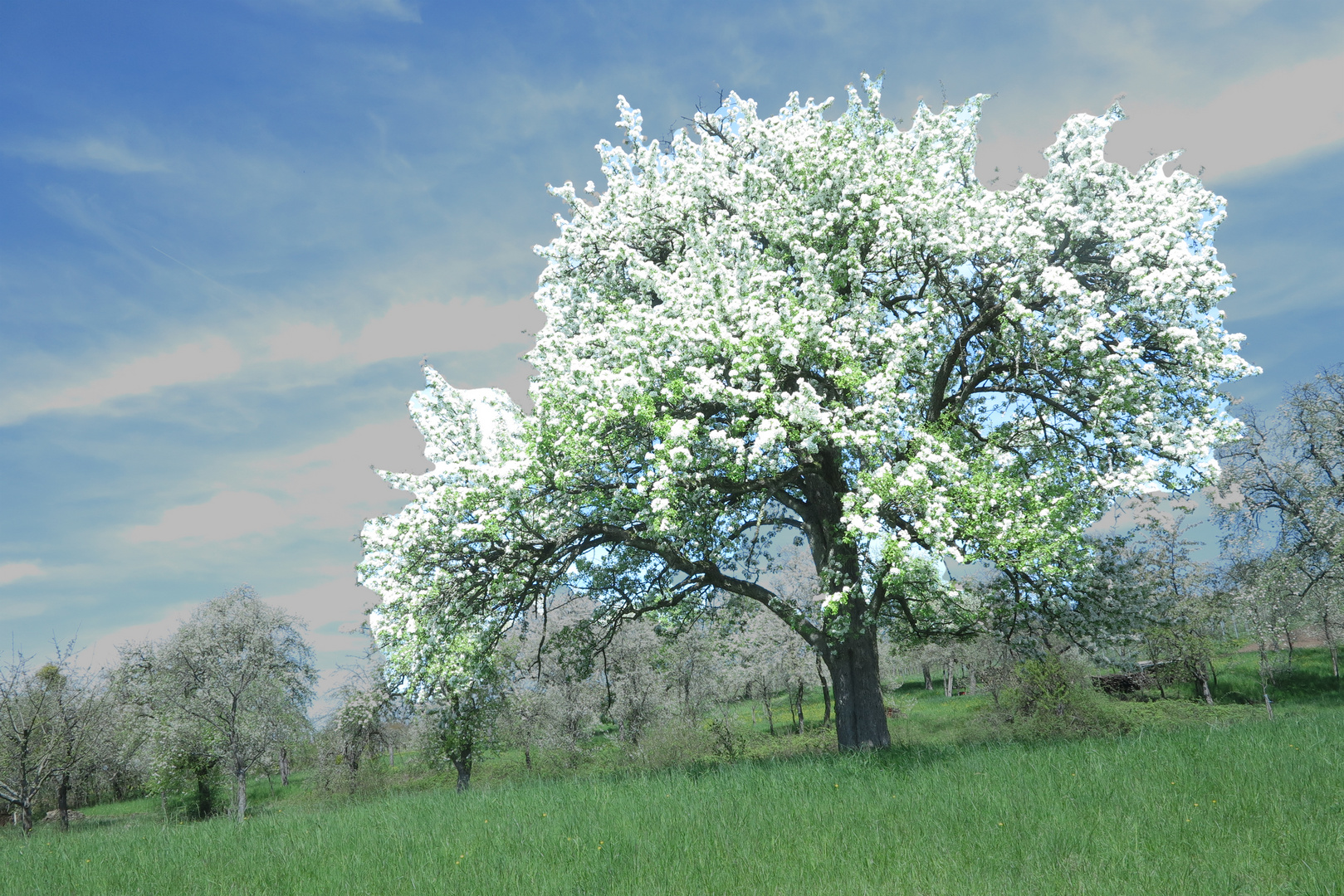 Birnbaum im Frühling