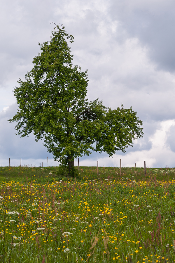 Birnbaum im Frühling