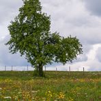 Birnbaum im Frühling