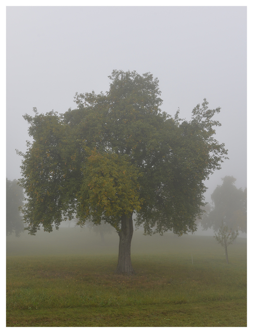 Birnbaum im Herbst.