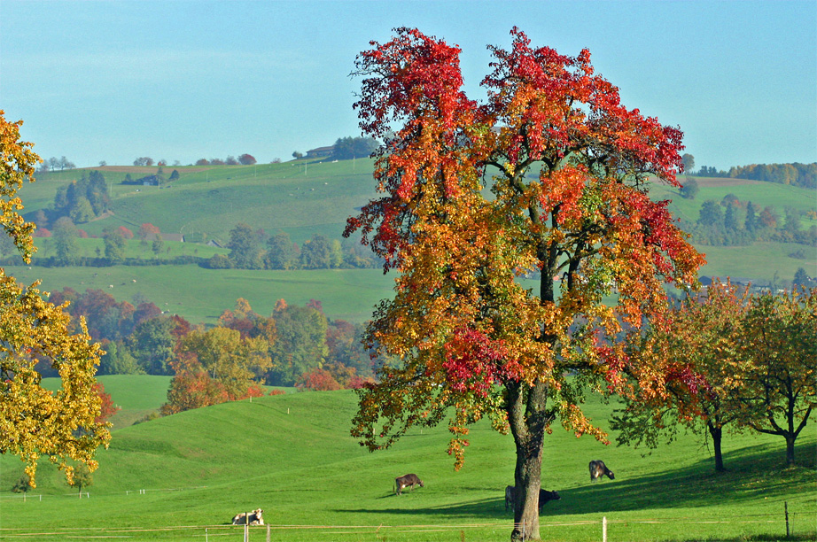 Birnbaum im Herbst