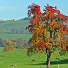 Birnbaum im Herbst