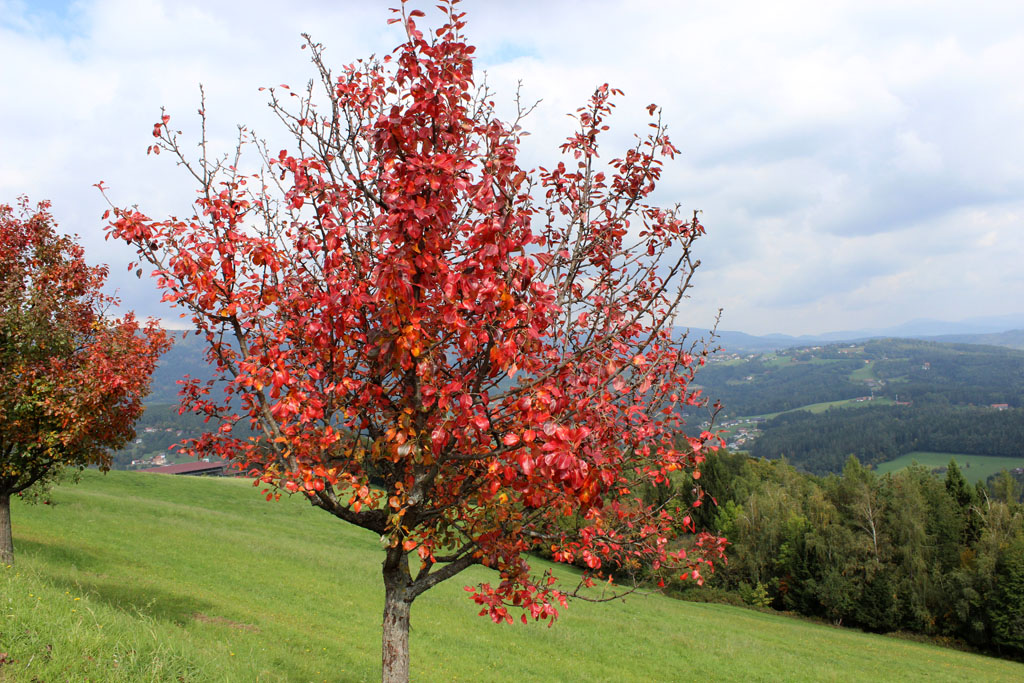  Birnbaum im Herbstgewand 