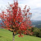 Birnbaum im Herbstgewand 